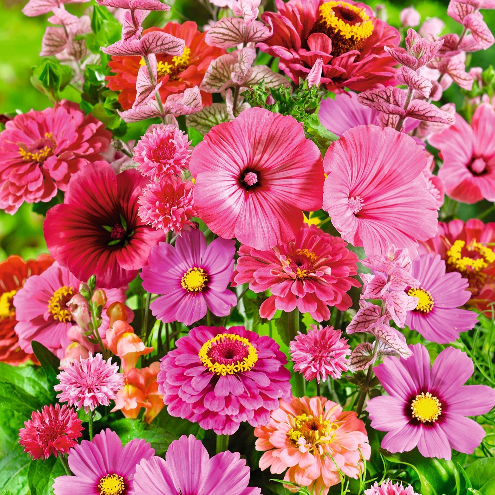 Bulk Pink Perfection Flower Seed Mix | Bulk Wildflowers