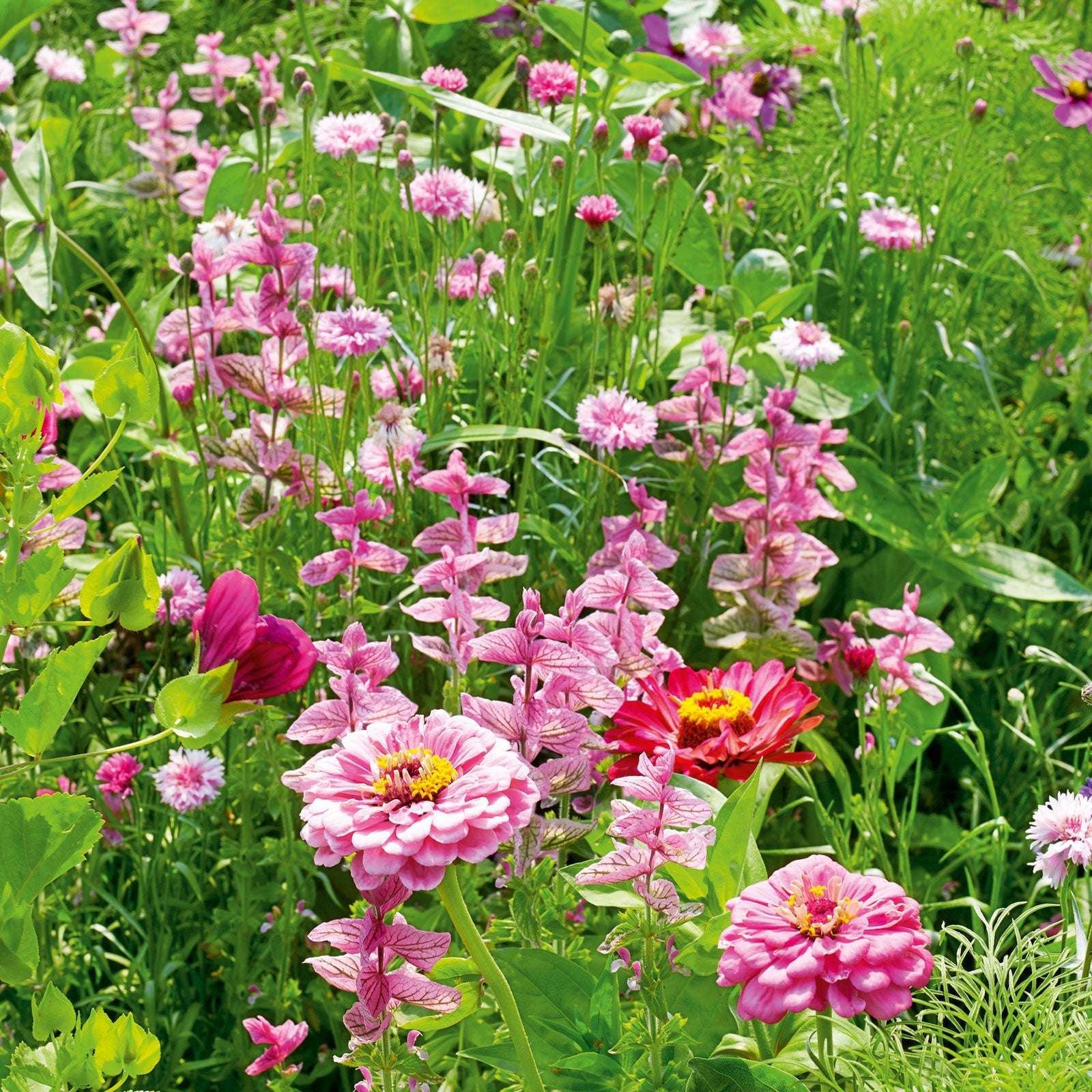 Pink Wildflower Seed Mix