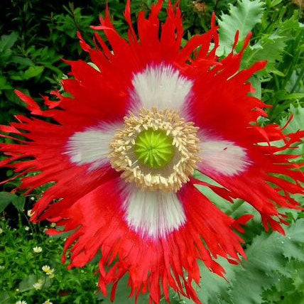 poppy somniferum danish flag