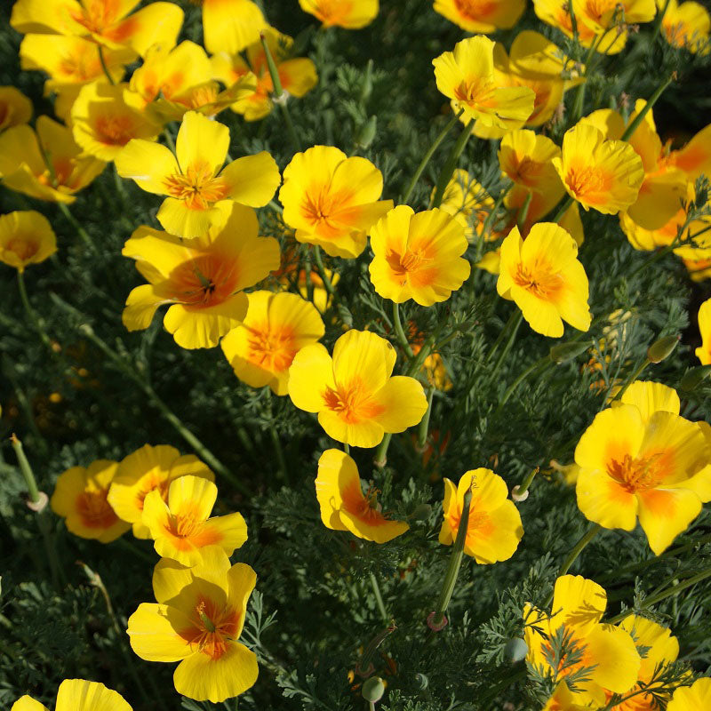 Golden West Poppy