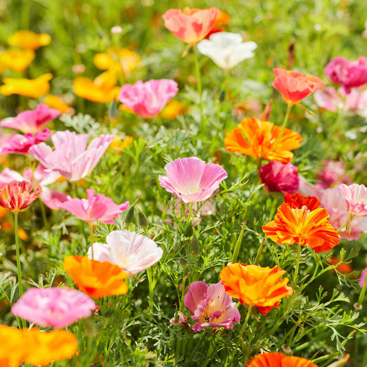 Mission Bells Mix Poppy