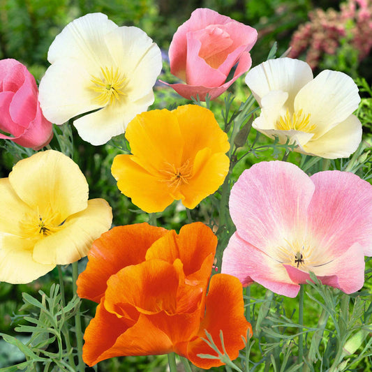 Mixed Colors California Poppy