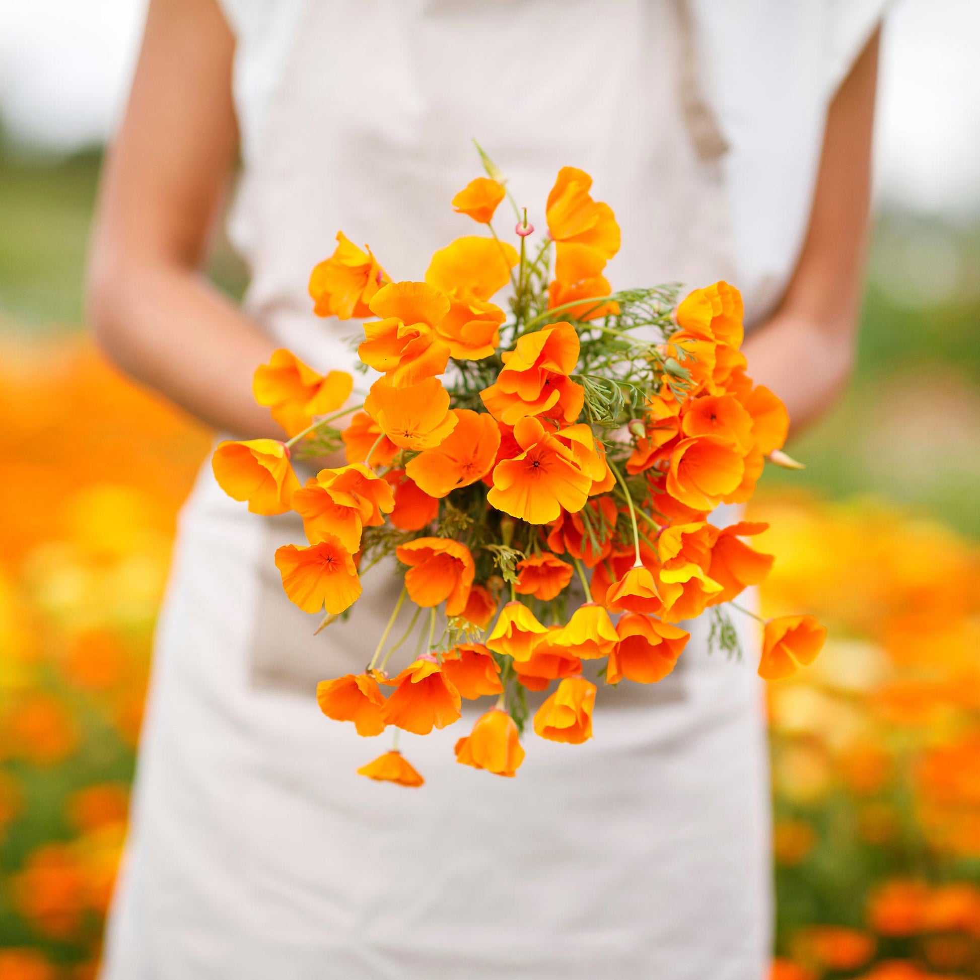 california poppy seeds planting Bulk California Poppy Seeds