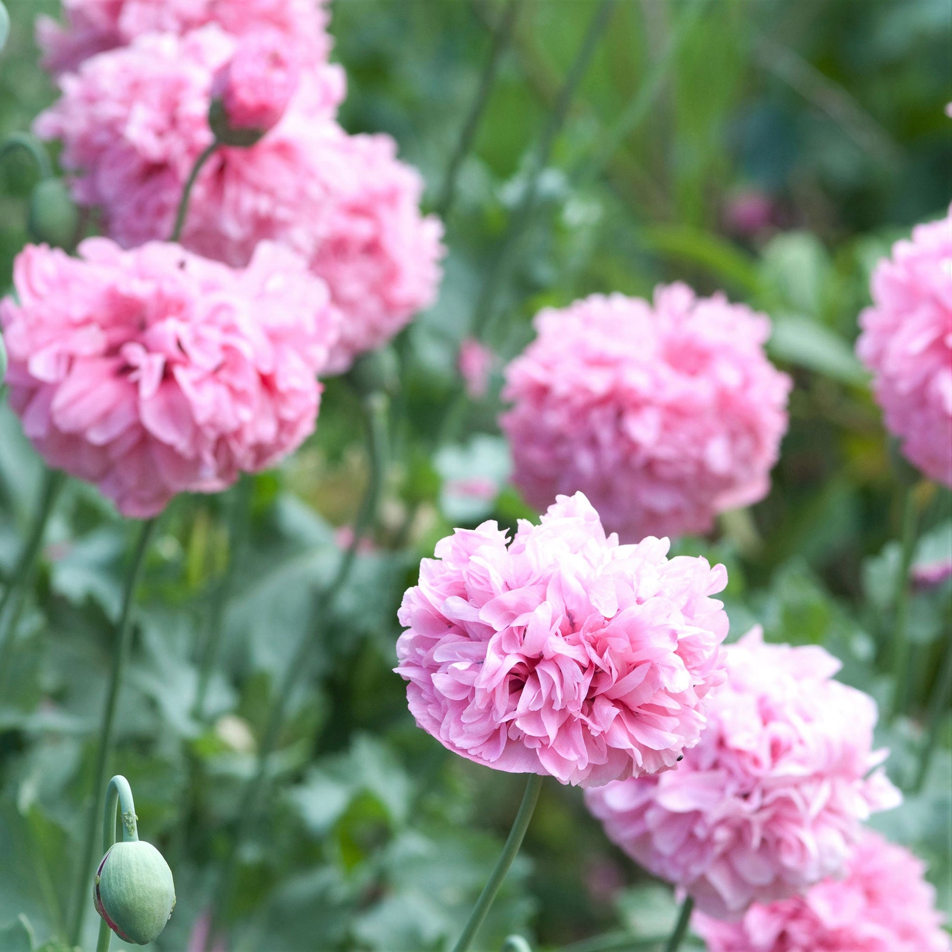 peony rose seeds Bulk Poppy Peony Seeds - Pale Rose