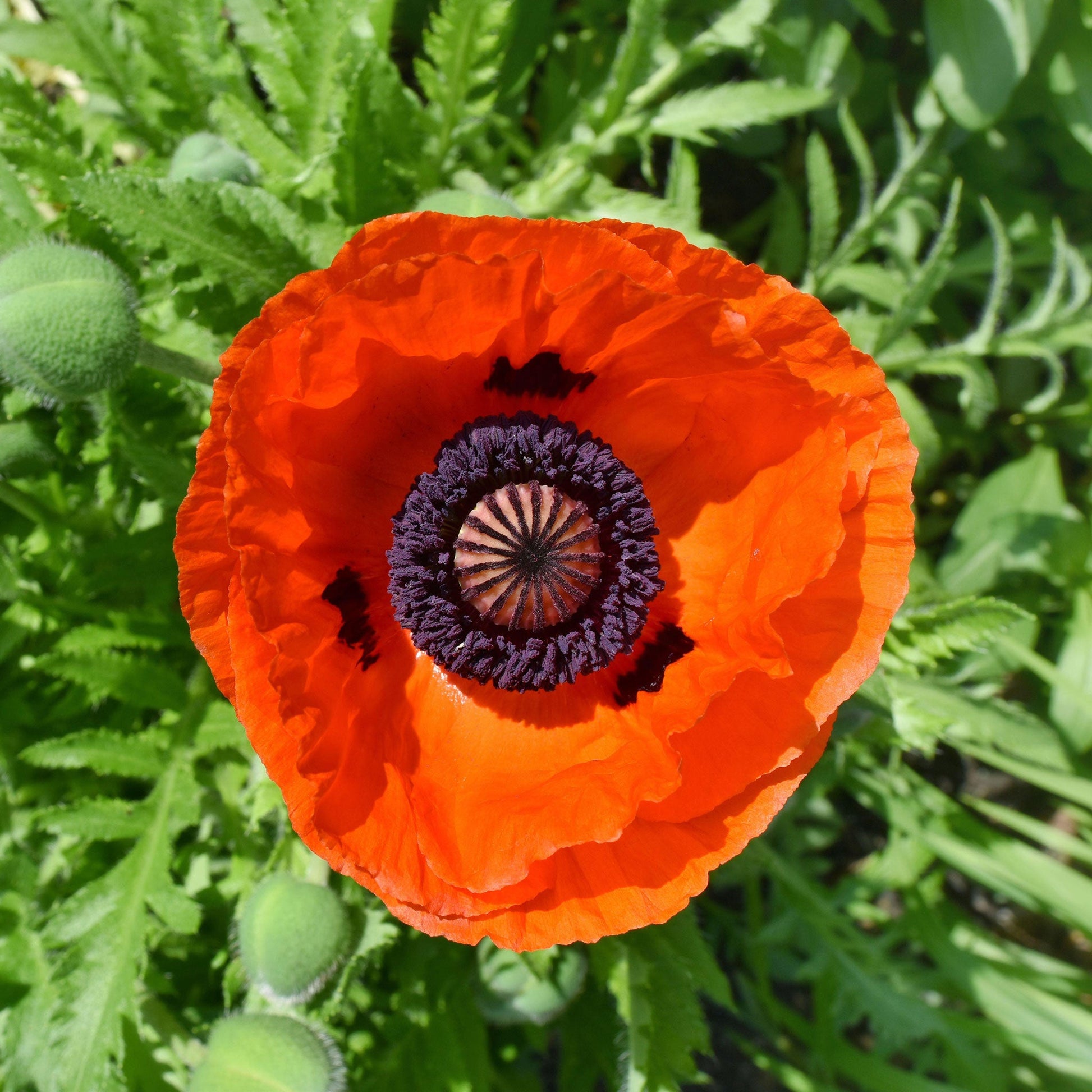 orange poppy flower seeds Bulk Oriental Poppy Seeds - Prince of Orange