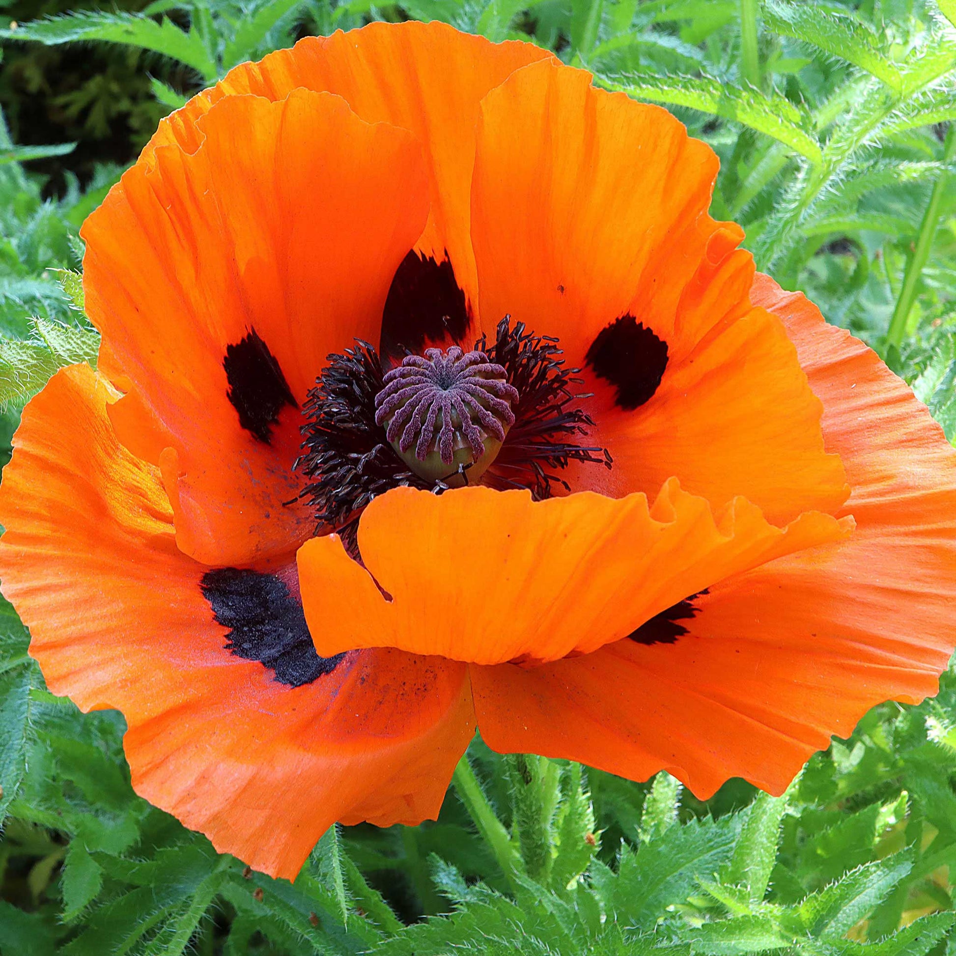 oriental poppy seeds for planting Bulk Oriental Poppy Seeds - Prince of Orange