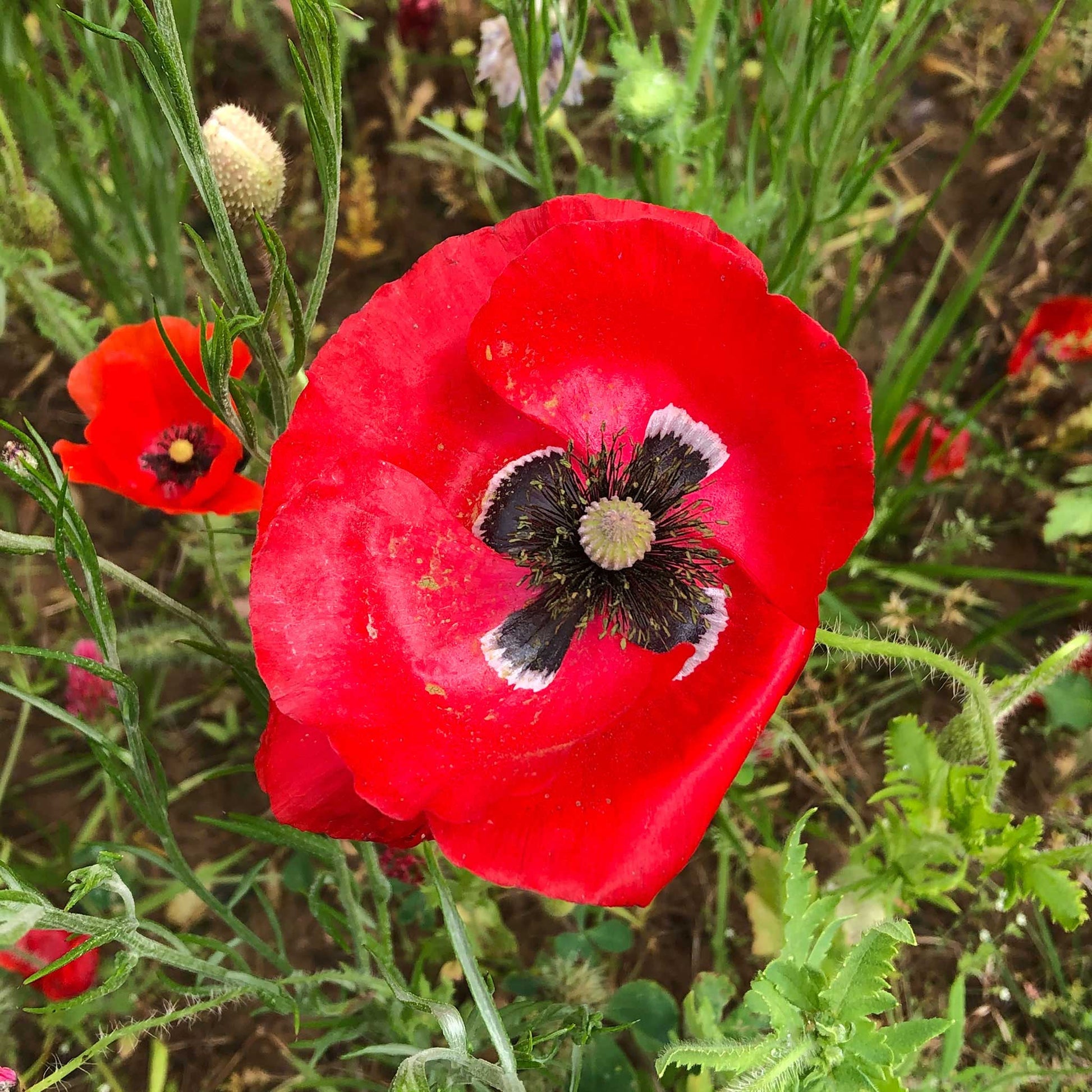 red corn poppy flower seeds Bulk Red Corn Poppy Seeds