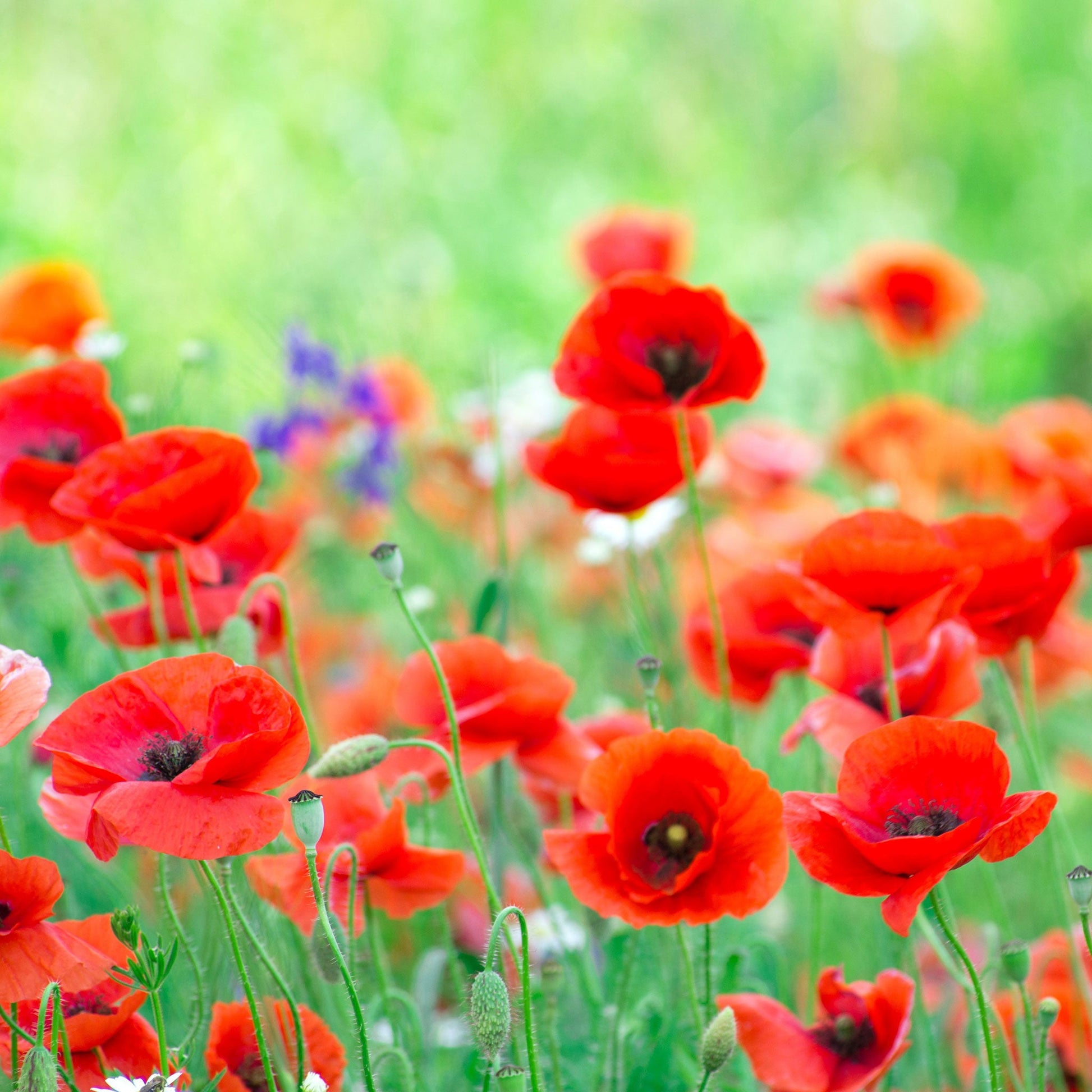 planting red corn poppy seeds Bulk Red Corn Poppy Seeds