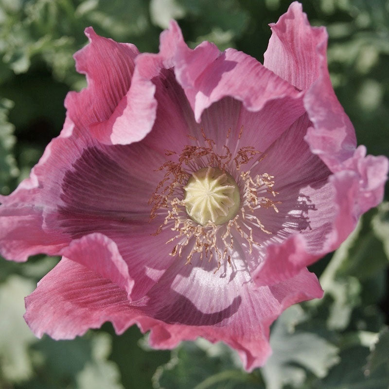 poppy somniferum the giant