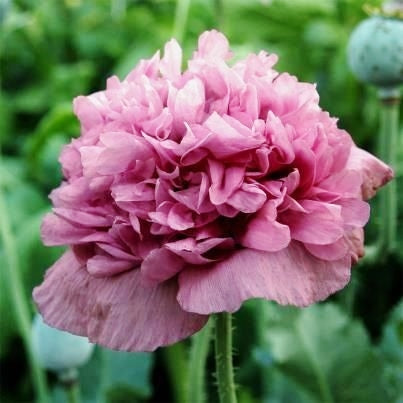 poppy violetta blush