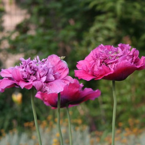 poppy violetta blush
