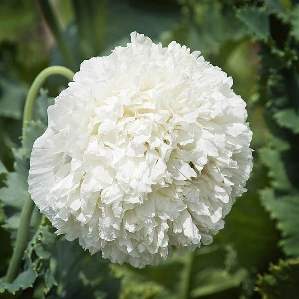 poppy white cloud