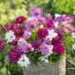 purple white flower seed mix