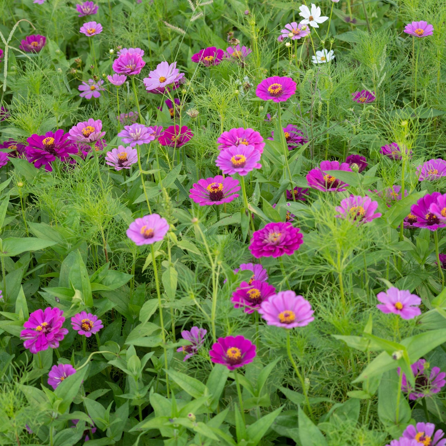 purple white flower seed mix