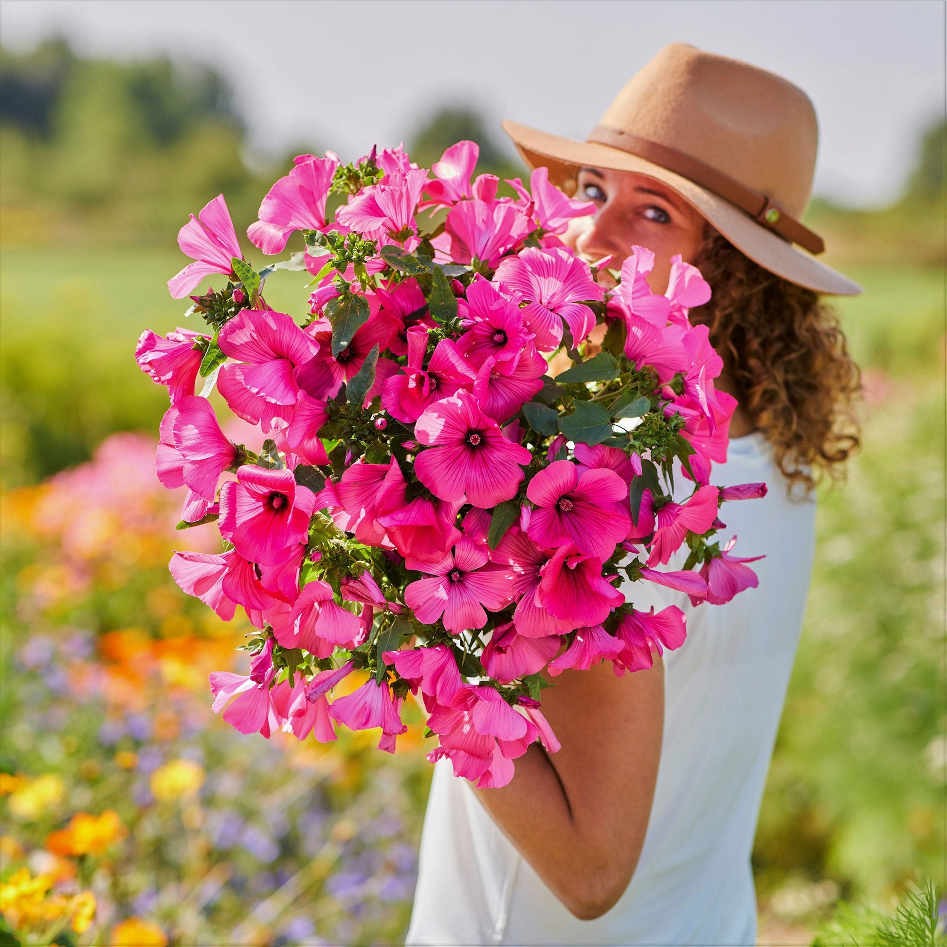 mallow flower seeds Bulk Rose Mallow Seeds