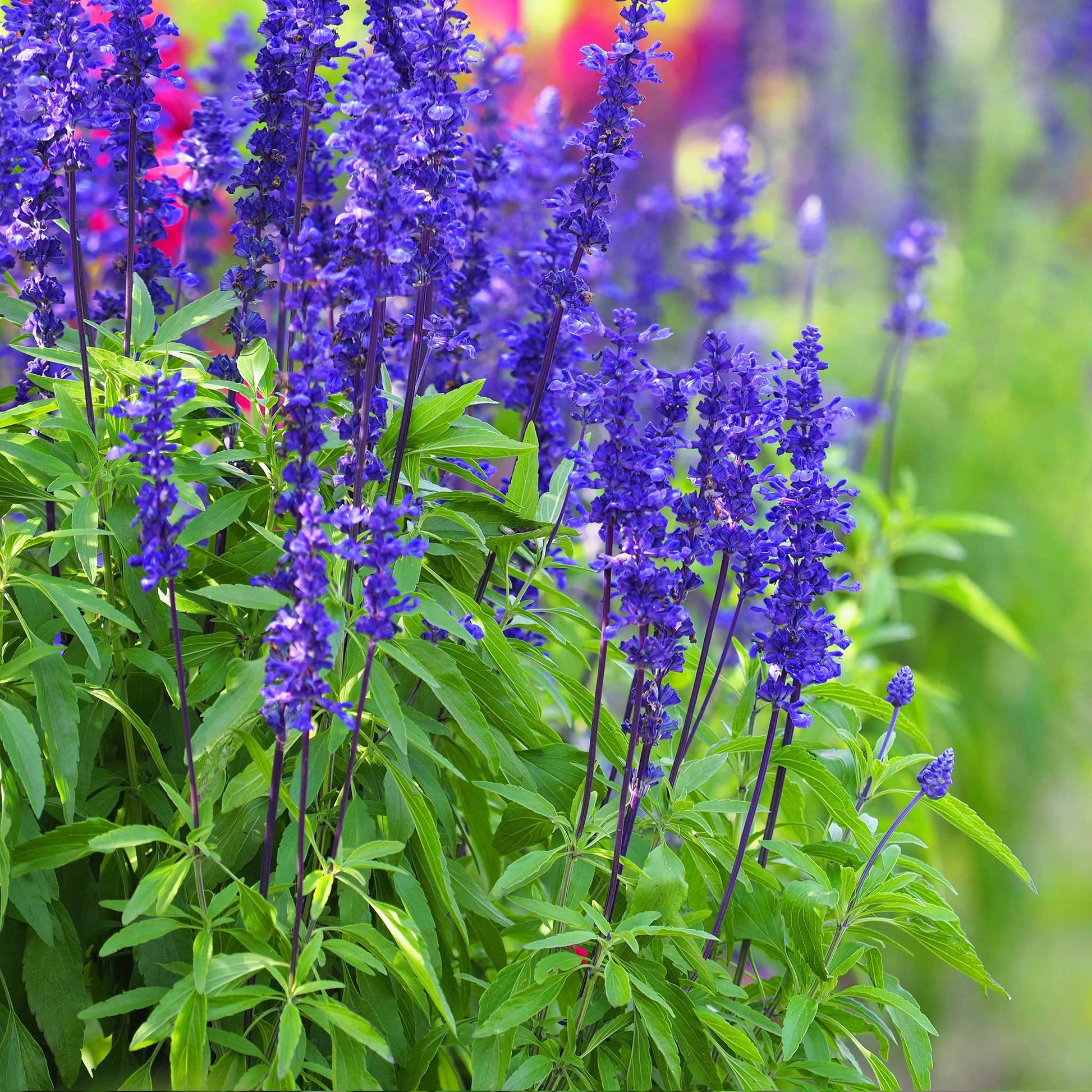 sage garden seeds Bulk Blue Sage Seeds Packet
