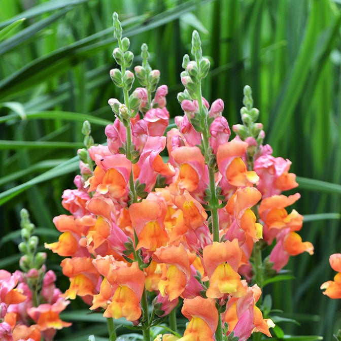 orange wonder snapdragon 