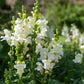 snowflake snapdragon 