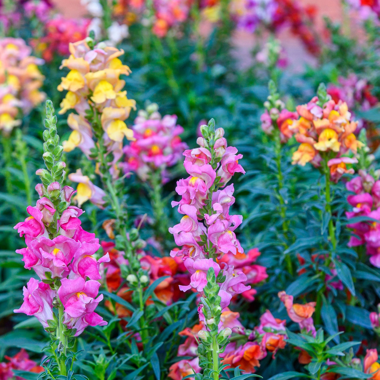 tetra mix snapdragon 