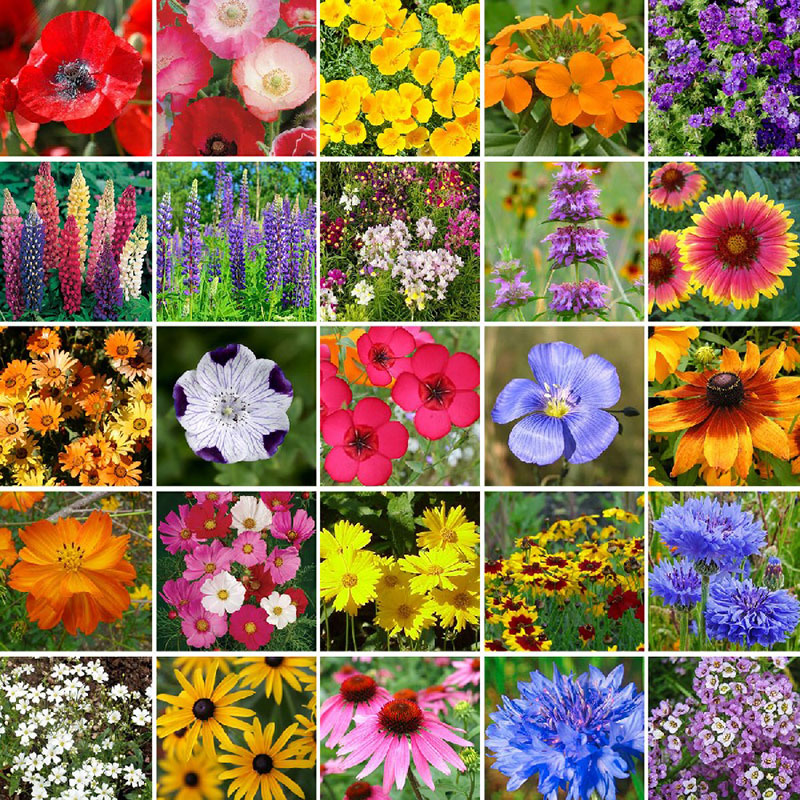 Bulk Southeast Wildflower Seed Mix