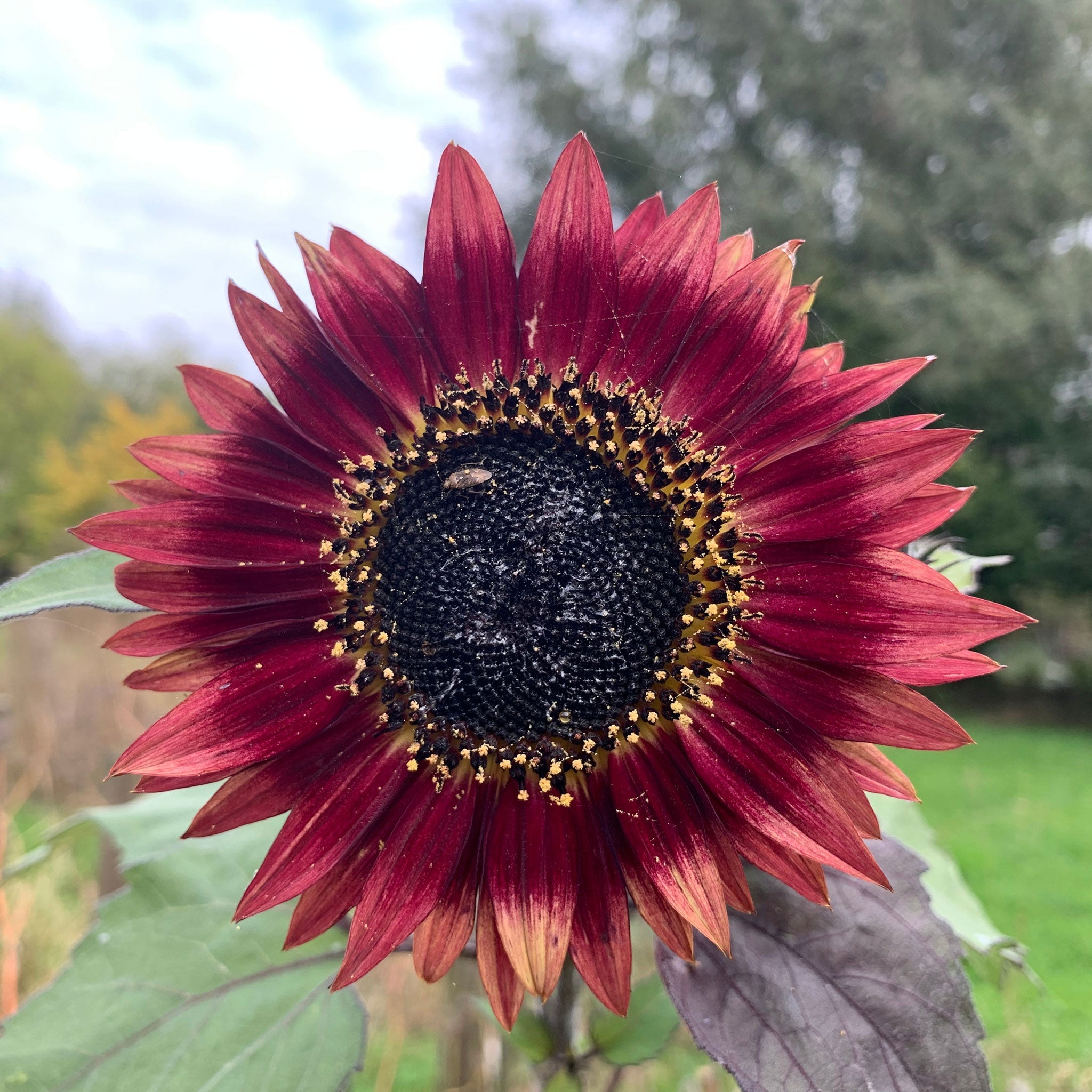 Black sunflower clearance