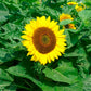 bambino dwarf sunflower 