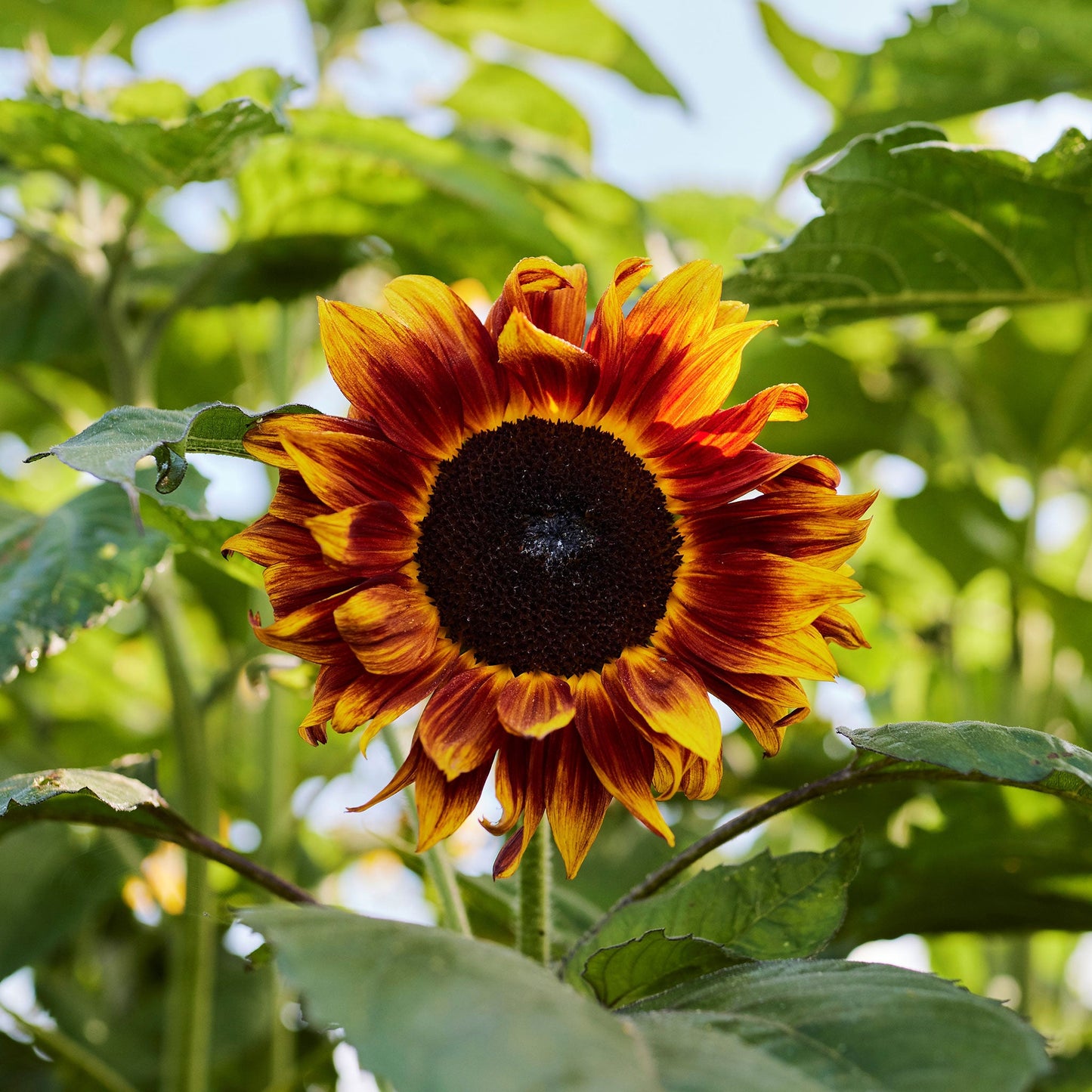 sunflower evening colors 