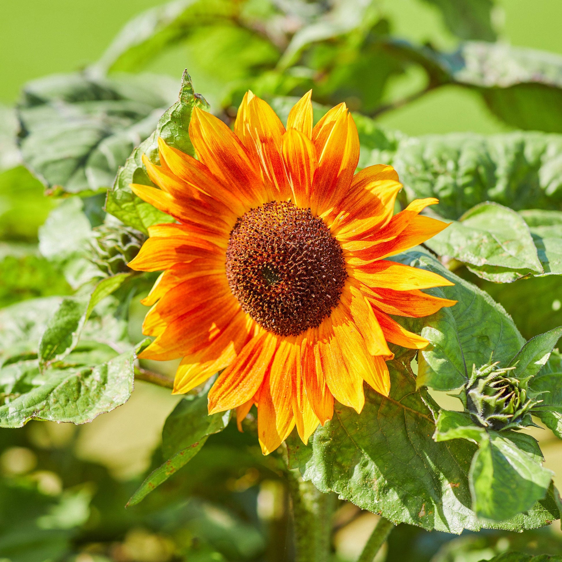 sunflower garden seeds for sale Bulk Sunflower Seeds