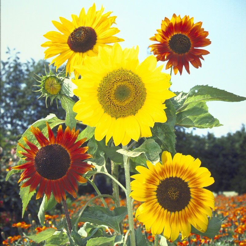 sunflower formula mix