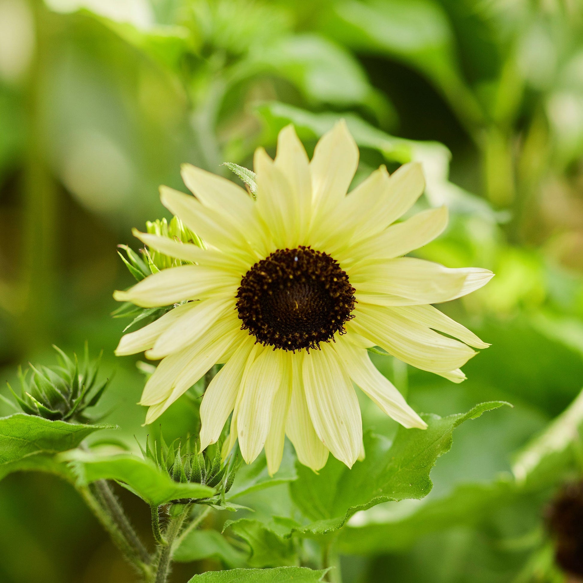 ice flower seeds Bulk Sunflower Seeds