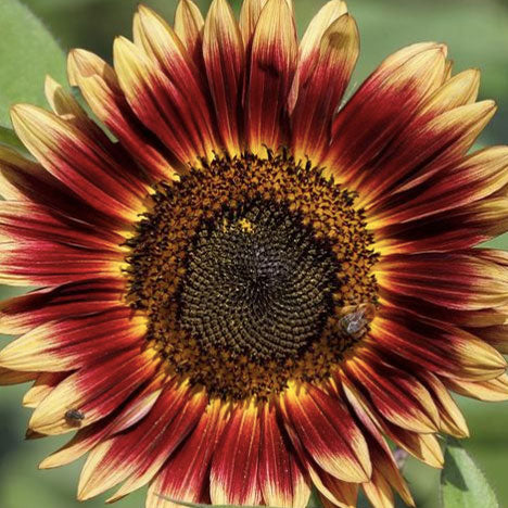 indian blanket sunflower 