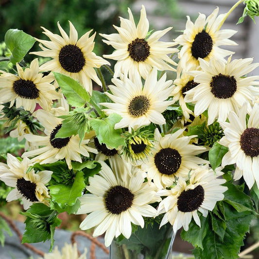 italian white sunflower 