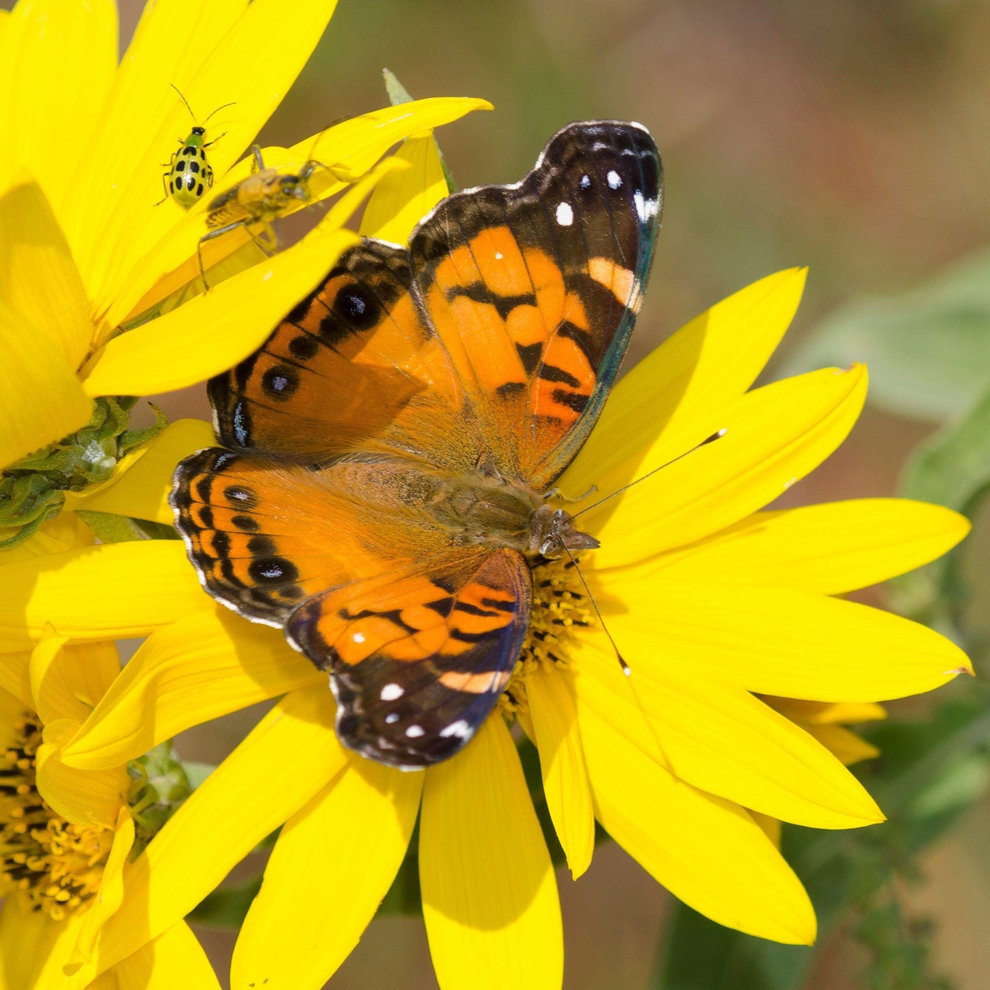 maximilian sunflower 