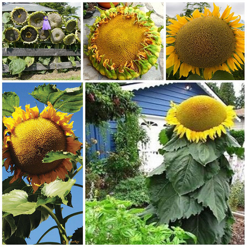 sunflower mongolian giant