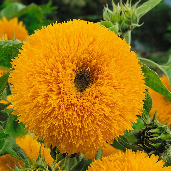sunflower orange sun