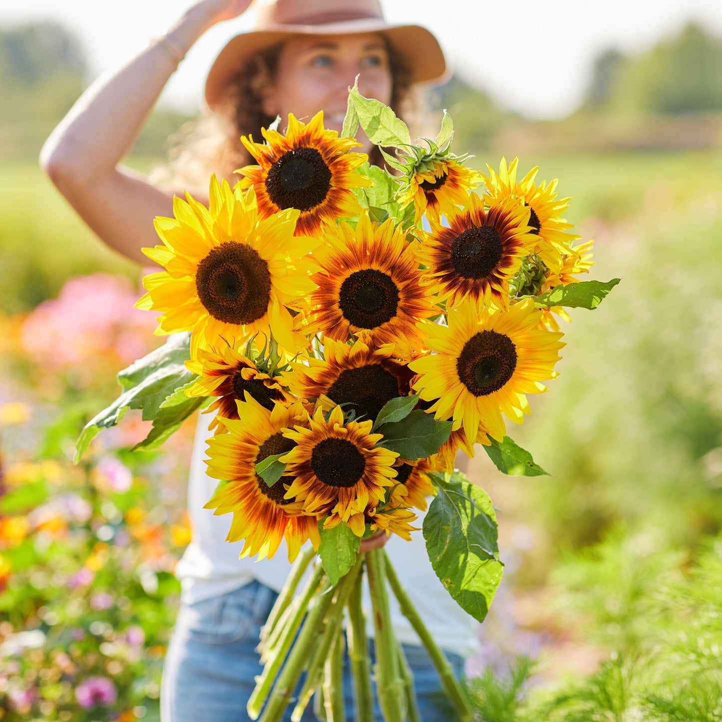 ring of fire sunflower 