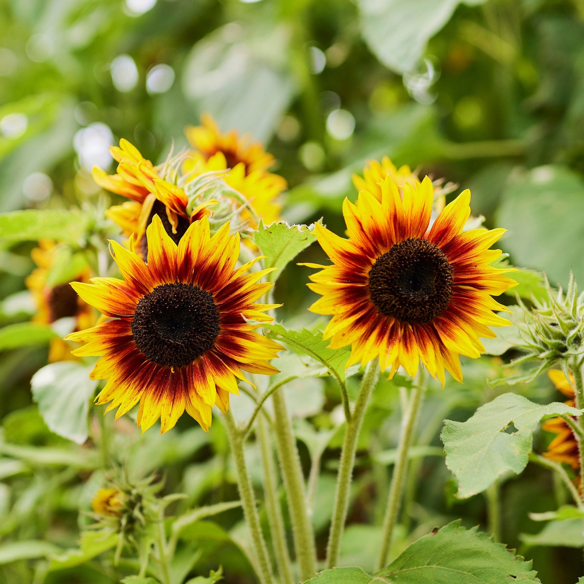 bulk planting sunflower seeds Bulk Sunflower Seeds