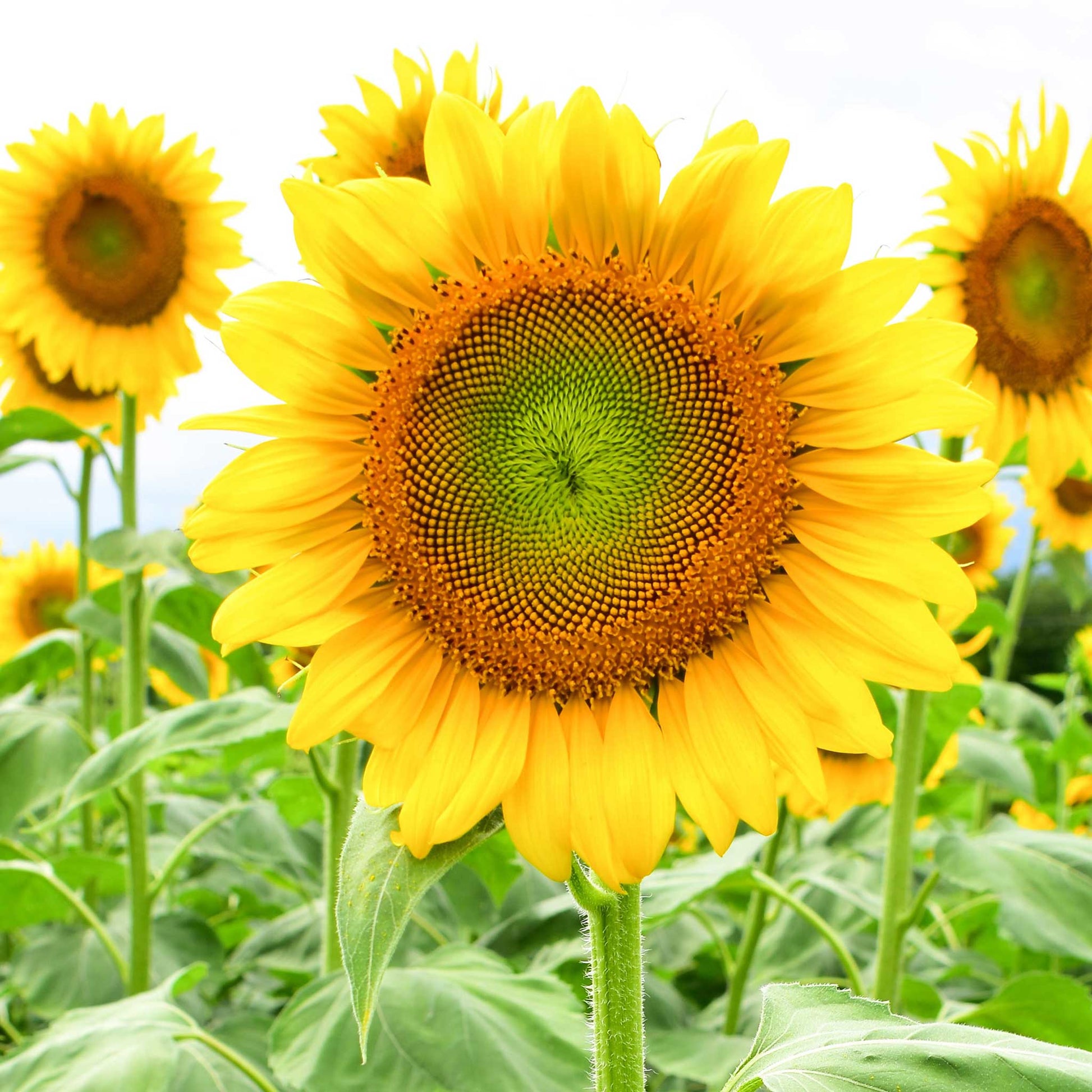 organic black oil sunflower seeds for planting Bulk Sunflower Seeds - Black Oil Microgreen