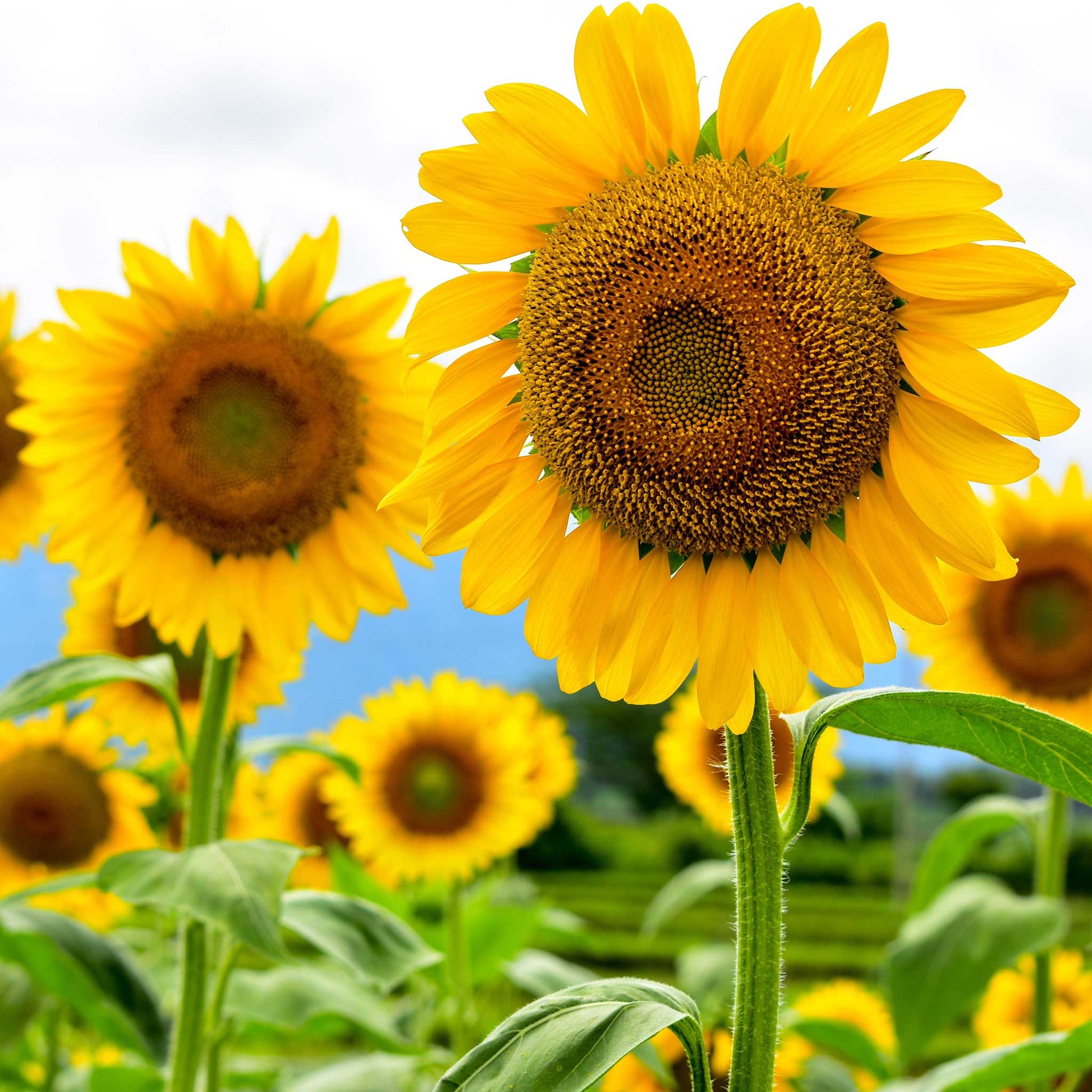 black seed sunflower plant Bulk Sunflower Seeds - Black Oil Microgreen