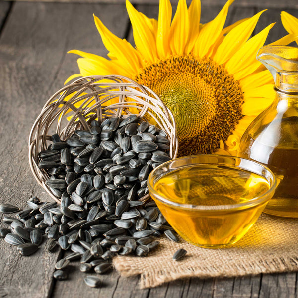 sun flower seeds for sale Bulk Sunflower Seeds - Black Oil Microgreen