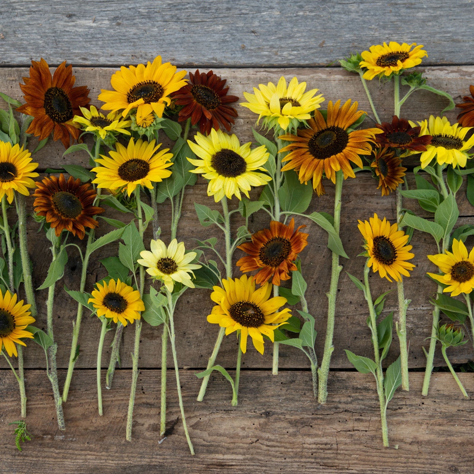 mixed sunflower seeds for planting Bulk Sunflower Wildflower Seed Mix