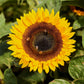 sunflower taiyo 