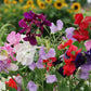 sweet pea royal 