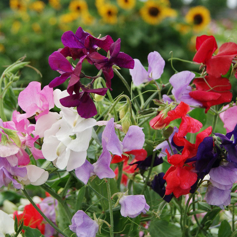 sweet pea royal 