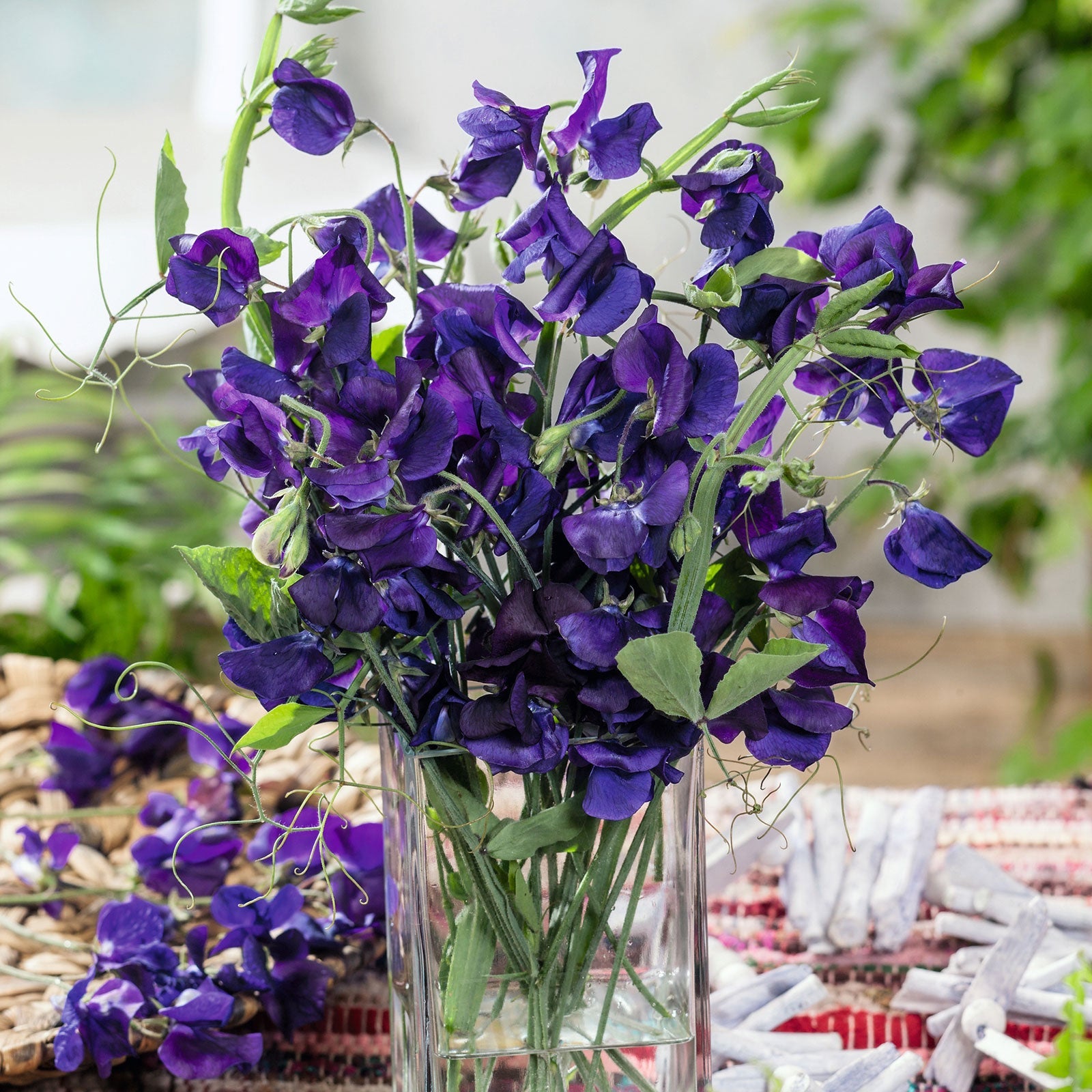 Bulk Sweet Pea Seeds - Royal Navy Blue | Bulk Wildflowers