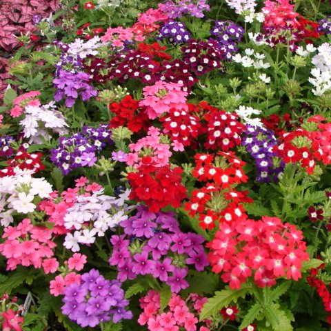 verbena compacta mix