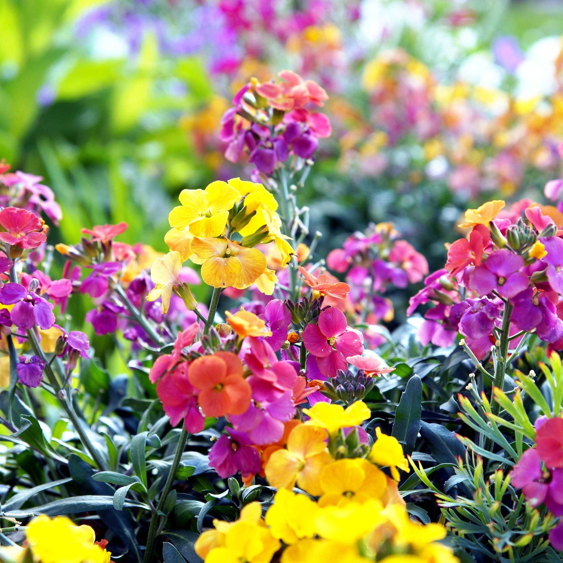 planting wallflower seeds Bulk English Wallflower Seeds Packet