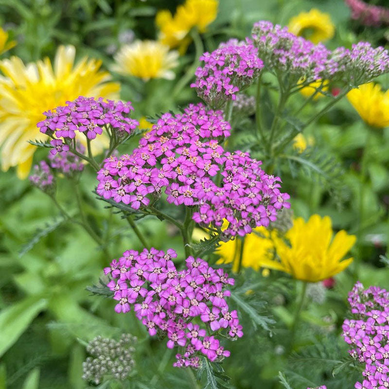 cerise queen yarrow 