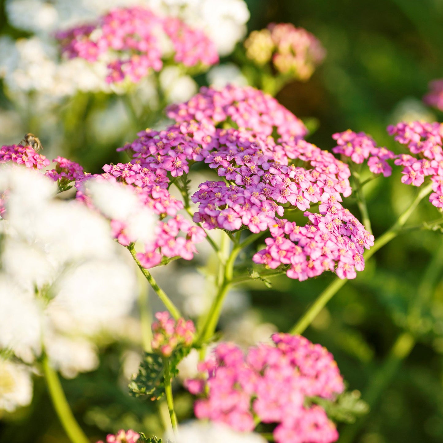 cerise queen yarrow 