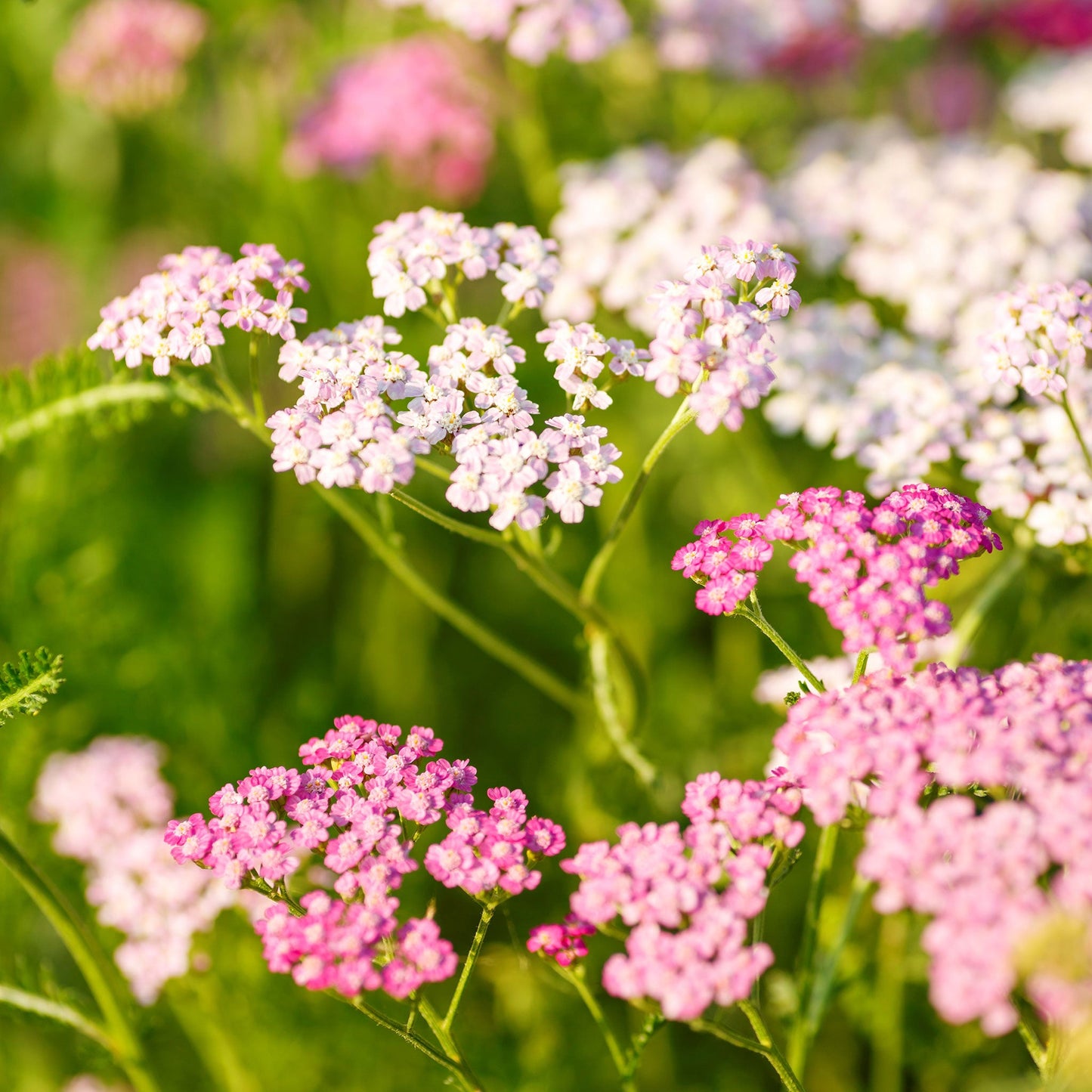 cerise queen yarrow 